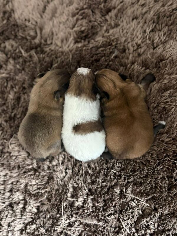 3 FEMALE POMSHI (pomeranianshitzu) for sale in Newham, Cornwall