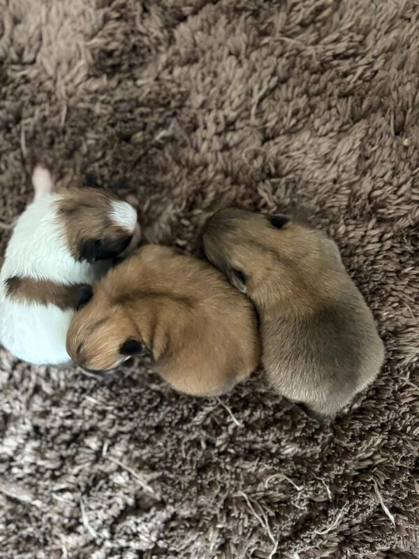 3 FEMALE POMSHI (pomeranianshitzu) for sale in Newham, Cornwall | Image 2