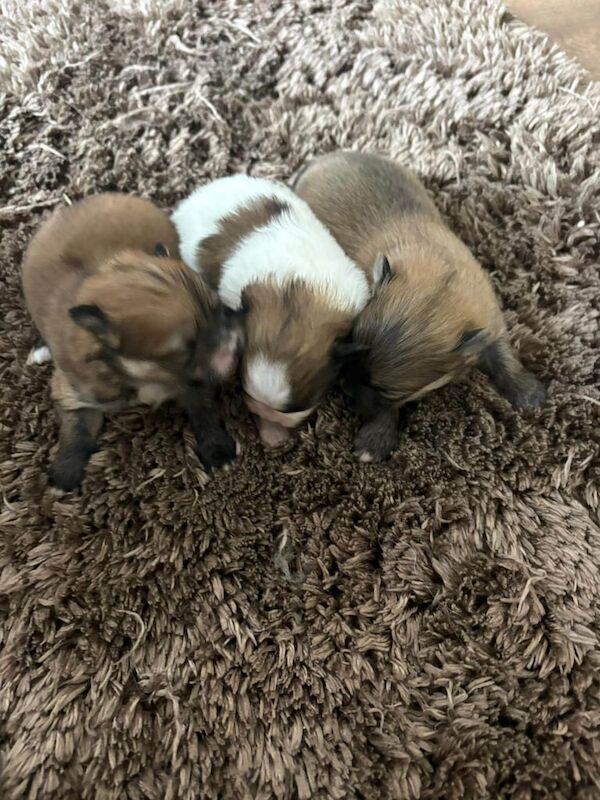 3 FEMALE POMSHI (pomeranianshitzu) for sale in Newham, Cornwall | Image 3
