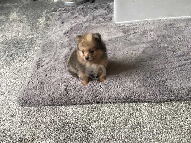 3 gorgeous little Pomeranian boys for sale in Freckleton, Lancashire - Image 1