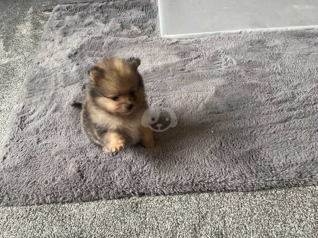 3 gorgeous little Pomeranian boys for sale in Freckleton, Lancashire - Image 2