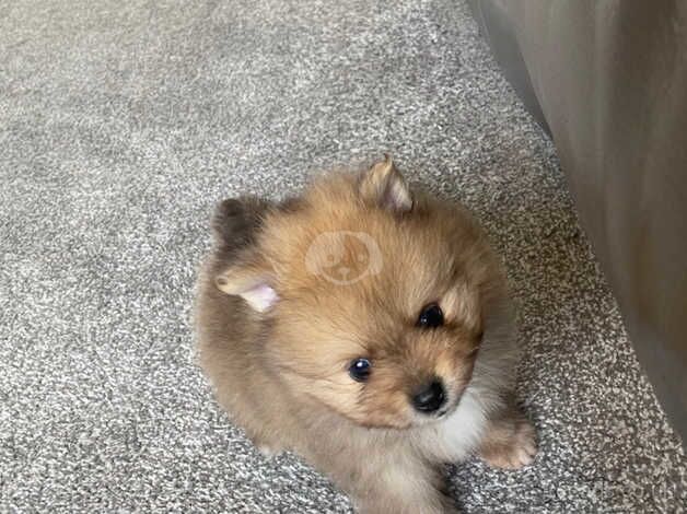 3 gorgeous little Pomeranian boys for sale in Freckleton, Lancashire - Image 3