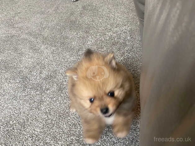 3 gorgeous little Pomeranian boys for sale in Freckleton, Lancashire - Image 4