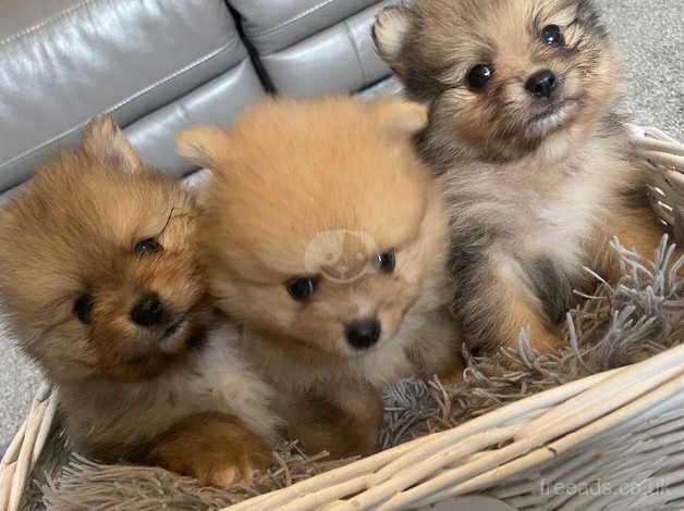 3 gorgeous little Pomeranian boys for sale in Freckleton, Lancashire - Image 5