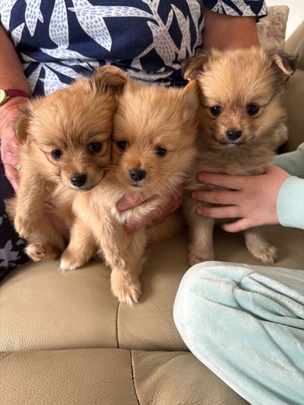 3 gorgeous Pomeranian puppys