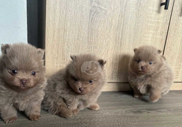 Pomeranian puppies for sale in Welwyn Garden City, Hertfordshire – KC registered, 1 year old - Image 1 of 5