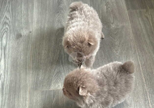 Pomeranian puppies for sale in Welwyn Garden City, Hertfordshire – KC registered, 1 year old - Image 3 of 5