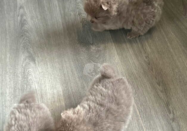 Pomeranian puppies for sale in Welwyn Garden City, Hertfordshire – KC registered, 1 year old - Image 4 of 5