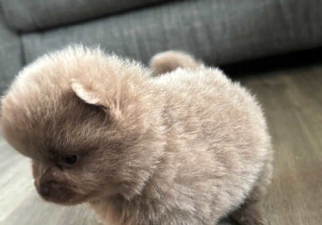 Pomeranian puppies for sale in Welwyn Garden City, Hertfordshire – KC registered, 1 year old - Image 5 of 5