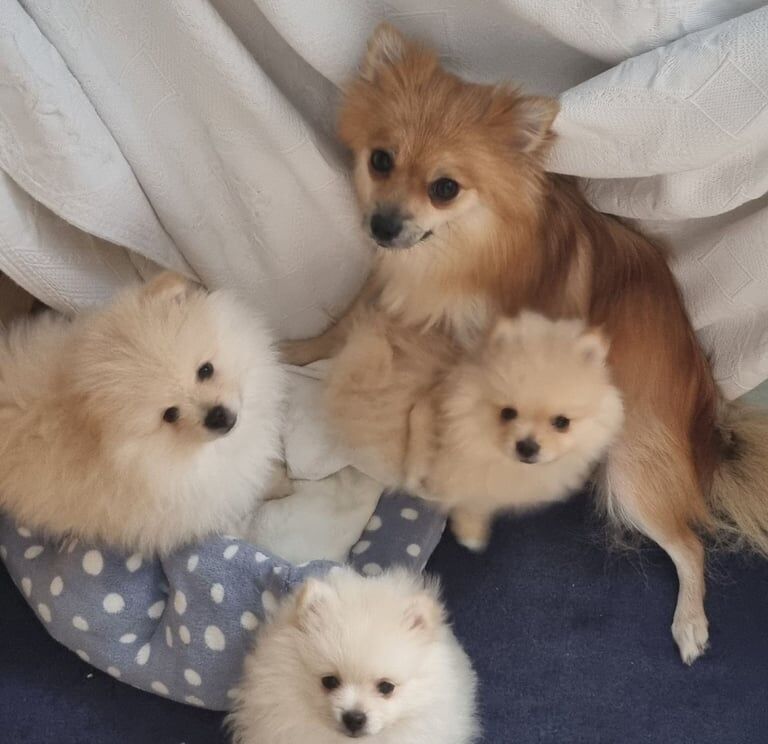 Pomeranian puppies for sale in Romford, Greater London – KC registered, 11 weeks old