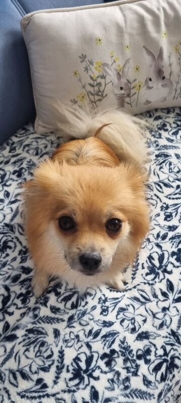 Pomeranian puppies for sale in Romford, Greater London – KC registered, 11 weeks old - Image 2 of 3