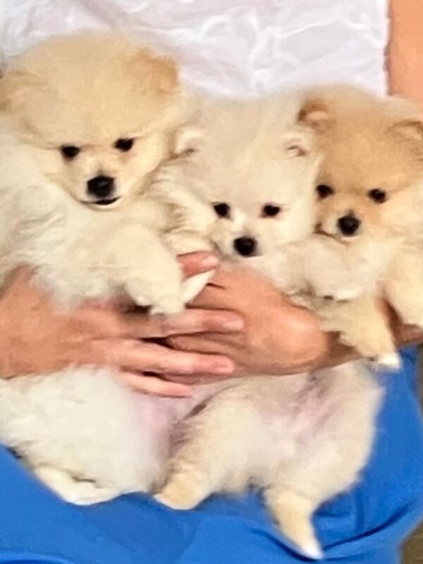 Pomeranian puppies for sale in Romford, Greater London – KC registered, 11 weeks old - Image 3 of 3