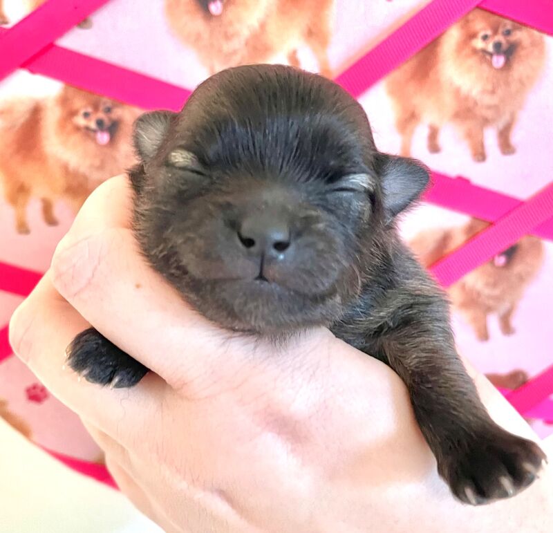 3 male Pomeranian pups for sale in Peterborough, Cambridgeshire | Image 3