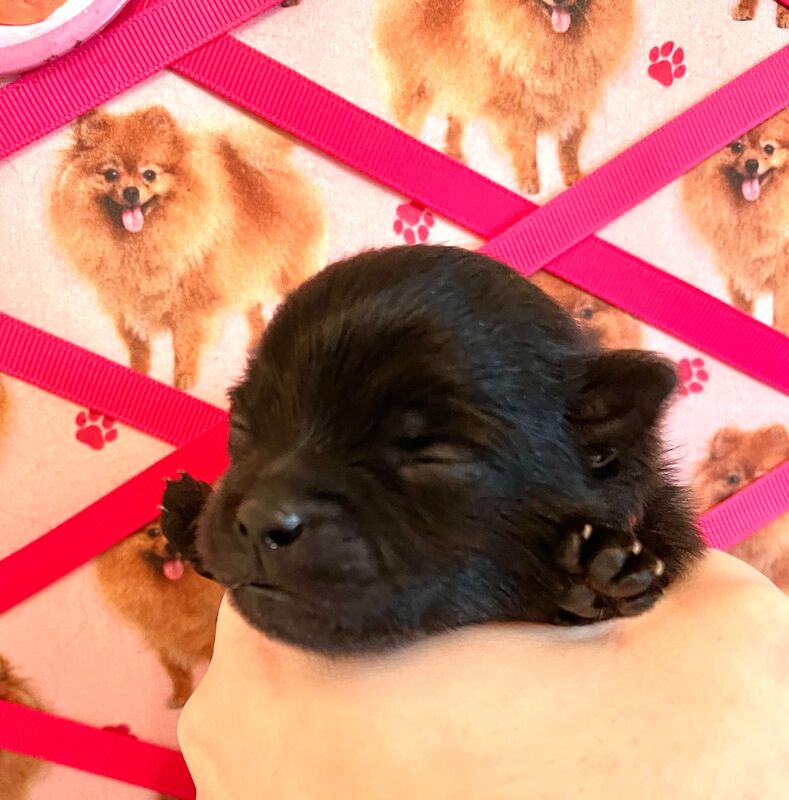 Pomeranian puppies for sale in Peterborough, Cambridgeshire – 5 months old - Image 5 of 14