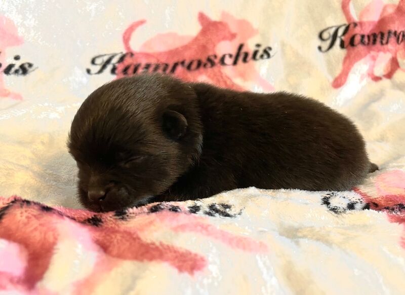 Pomeranian puppies for sale in Peterborough, Cambridgeshire – 5 months old - Image 6 of 14