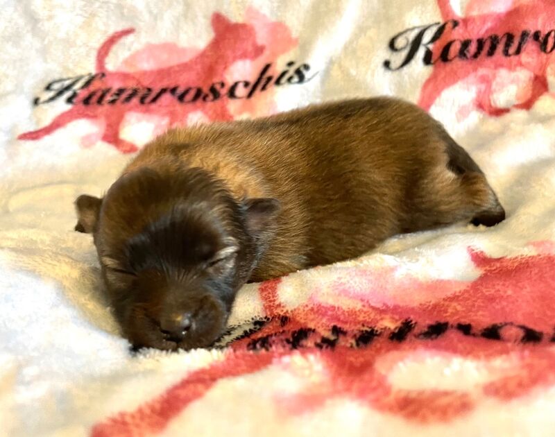 Pomeranian puppies for sale in Peterborough, Cambridgeshire – 5 months old - Image 9 of 14