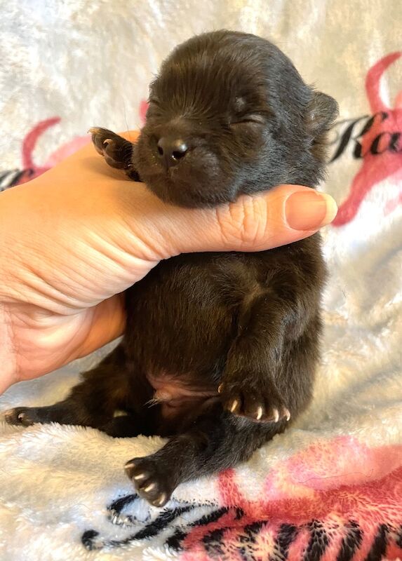 Pomeranian puppies for sale in Peterborough, Cambridgeshire – 5 months old - Image 11 of 14
