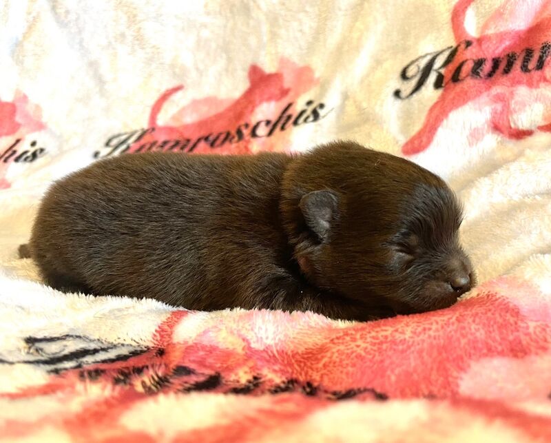 Pomeranian puppies for sale in Peterborough, Cambridgeshire – 5 months old - Image 12 of 14