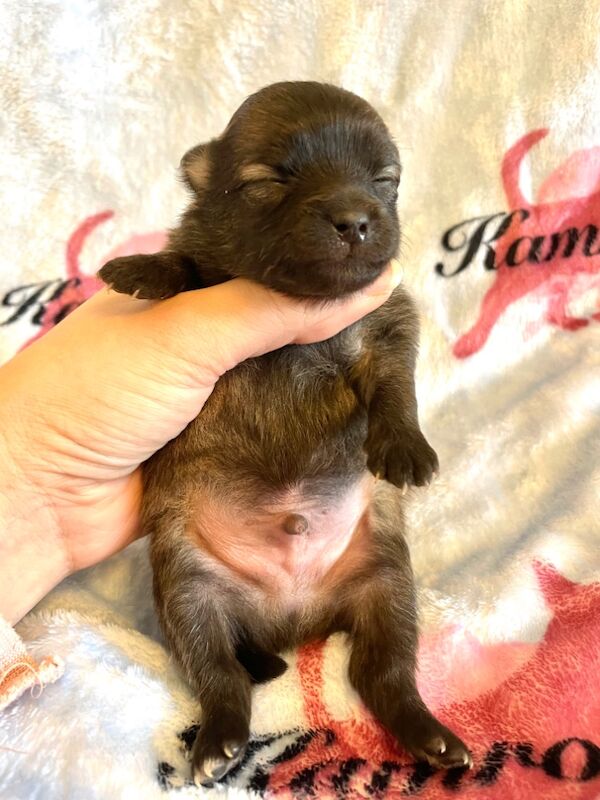 Pomeranian puppies for sale in Peterborough, Cambridgeshire – 5 months old - Image 13 of 14