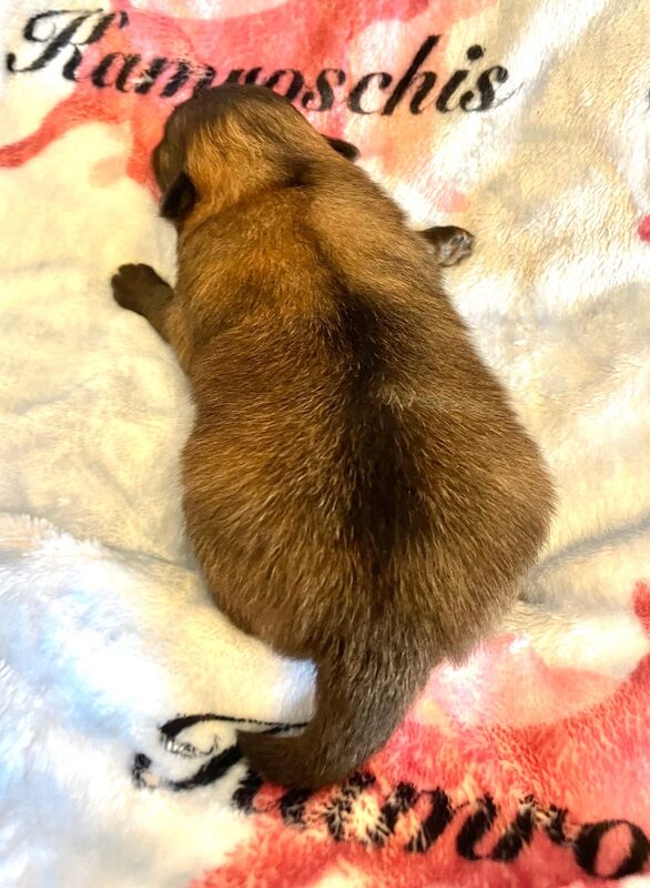 Pomeranian puppies for sale in Peterborough, Cambridgeshire – 5 months old - Image 14 of 14