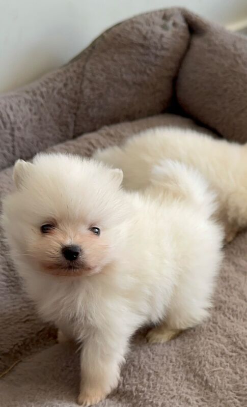 Pomeranian puppies for sale in Peterborough, Cambridgeshire – 4 weeks old