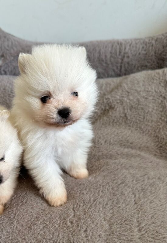 Pomeranian puppies for sale in Peterborough, Cambridgeshire – 4 weeks old - Image 2 of 4