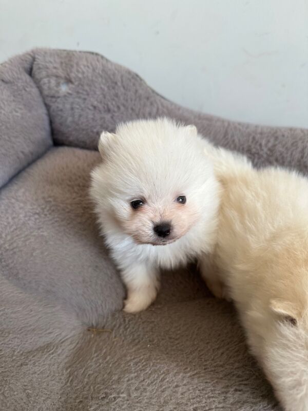 Pomeranian puppies for sale in Peterborough, Cambridgeshire – 4 weeks old - Image 3 of 4