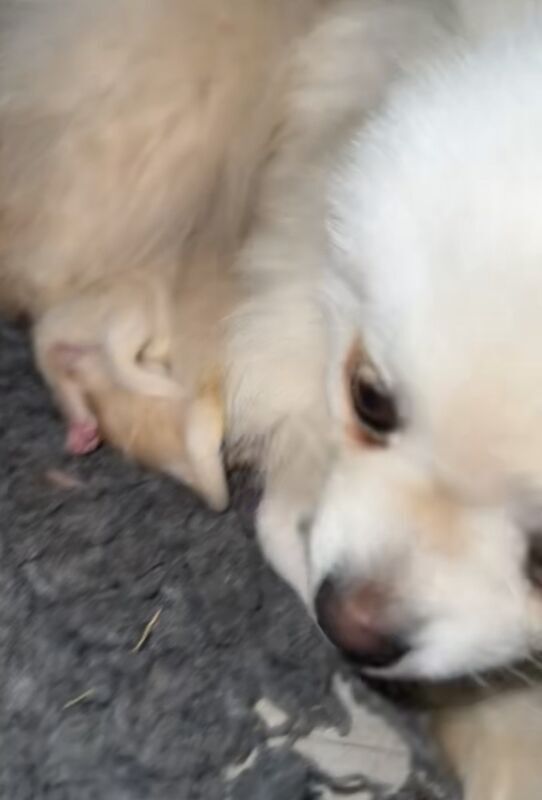 Pomeranian puppies for sale in Peterborough, Cambridgeshire – 4 weeks old - Image 4 of 4