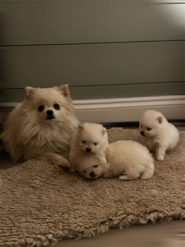 Pomeranian puppies for sale in Cambridge, Cambridgeshire – 1 year old - Image 2 of 3