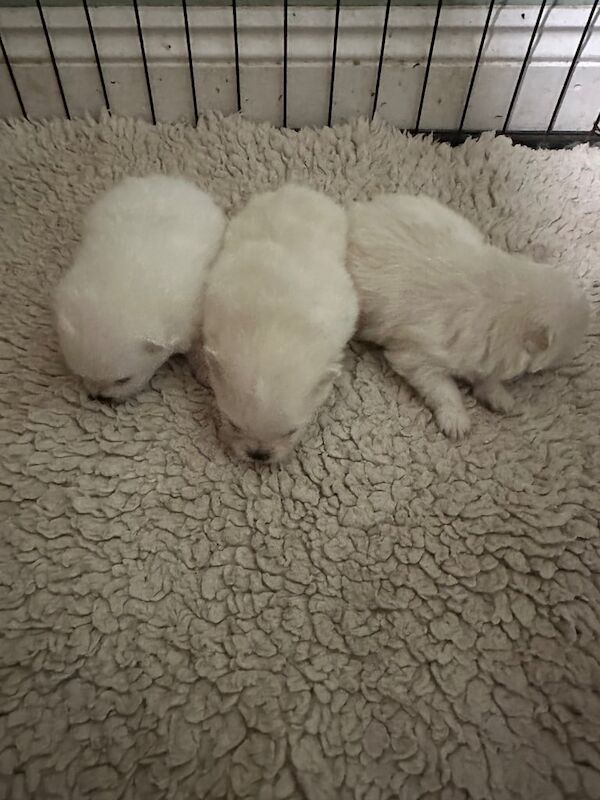 Pomeranian puppies for sale in Cambridge, Cambridgeshire – 1 year old - Image 3 of 3