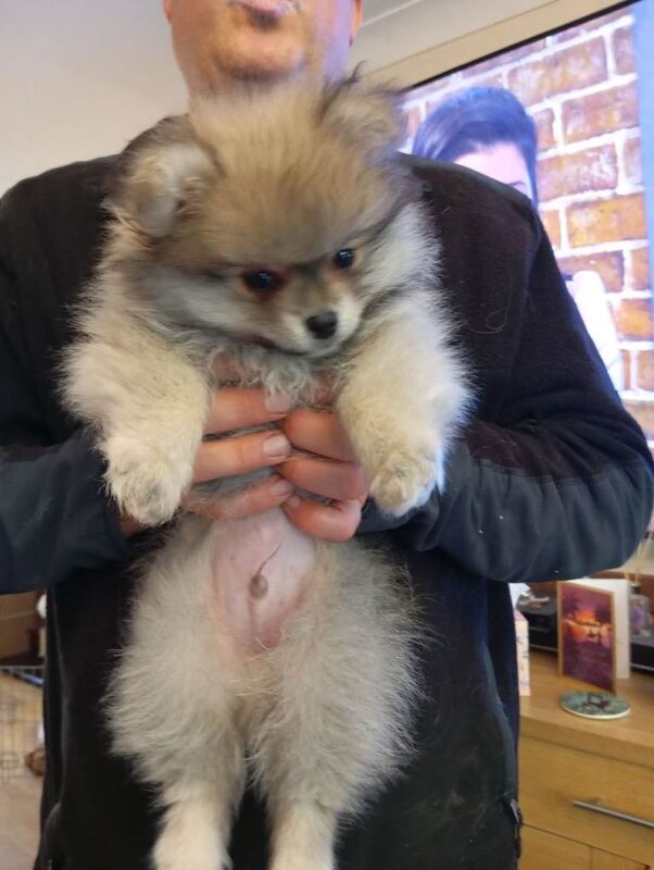3 Pomeranian Puppies for sale - Image 2 of 4