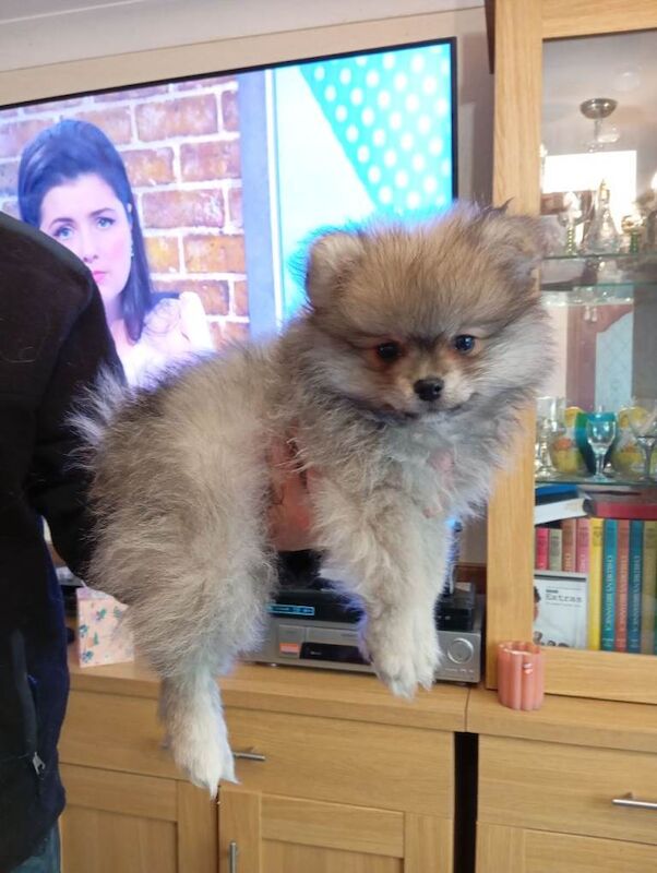 3 Pomeranian Puppies for sale - Image 3 of 4