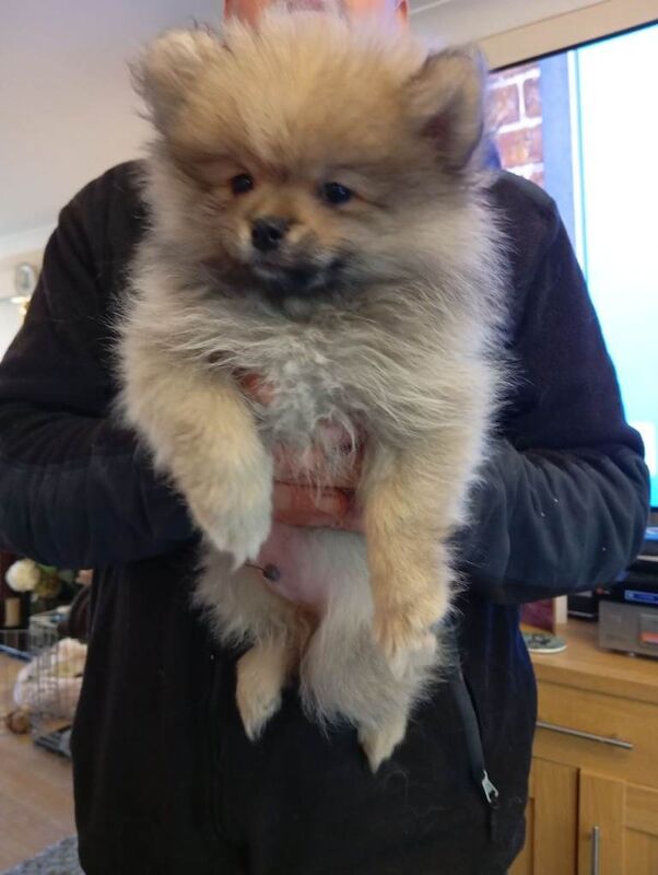 3 Pomeranian Puppies for sale - Image 4 of 4