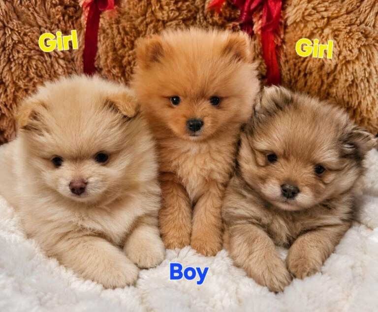Pomeranian Puppies For Sale