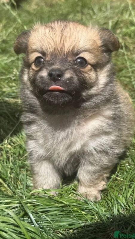 3 stunning Pomchi boys super loving