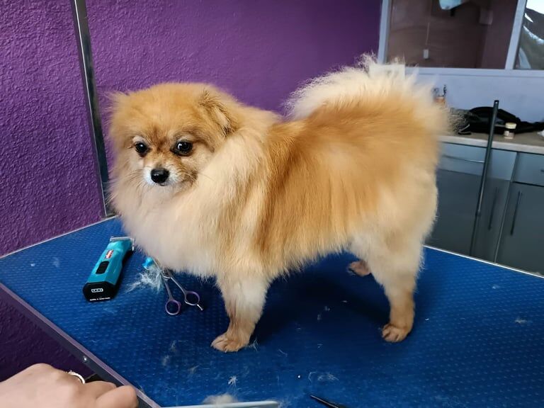 Pomeranian puppies for sale in Haverfordwest / Hwlffordd, Dyfed – 4 years old - Image 2 of 2