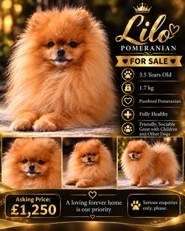 3,5 years male Pom re homing
