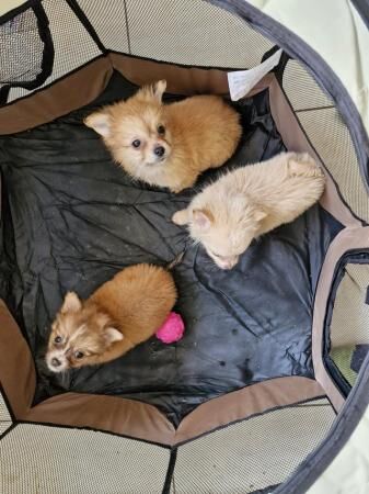3x Male Pomchi Puppies for Sale! for sale in Kingston upon Hull, East Riding of Yorkshire