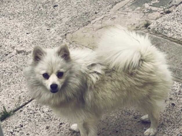 Pomeranian puppies for sale in Deeside – 1 year old - Image 2 of 5