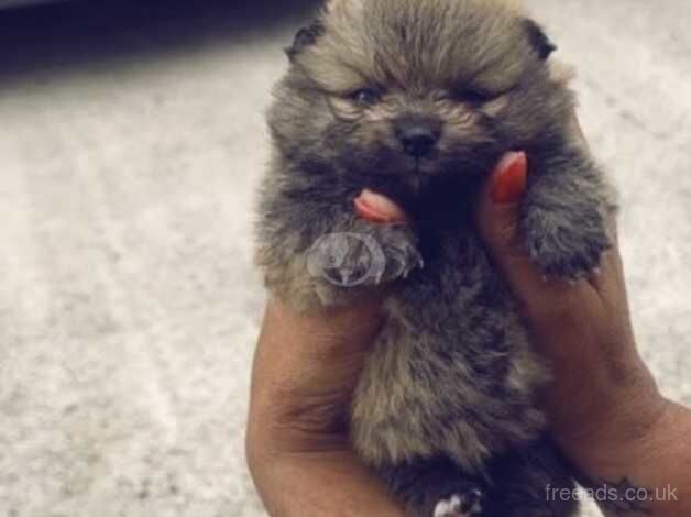 Pomeranian puppies for sale in Deeside – 1 year old - Image 3 of 5