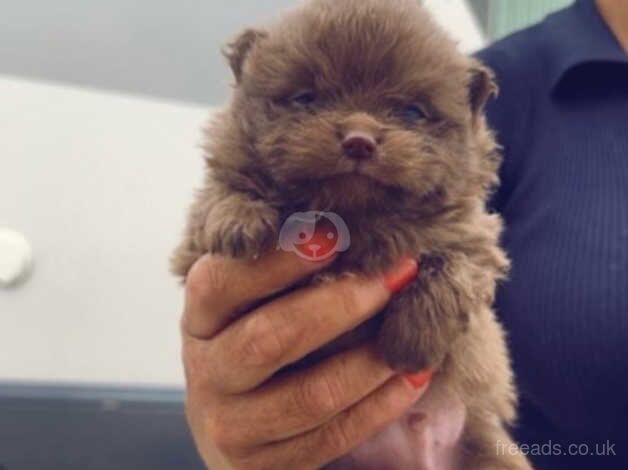 Pomeranian puppies for sale in Deeside – 1 year old - Image 4 of 5