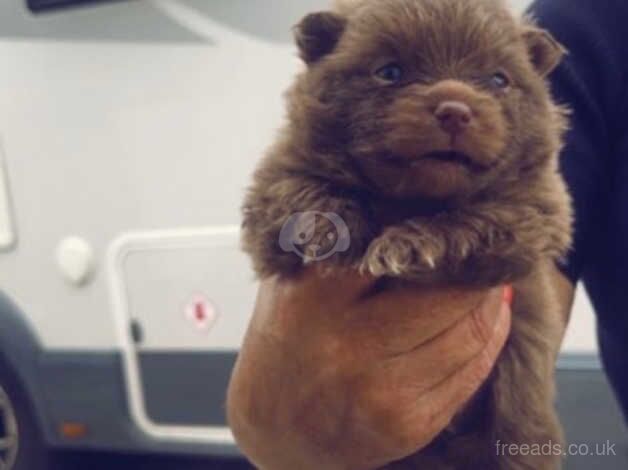 Pomeranian puppies for sale in Deeside – 1 year old - Image 5 of 5