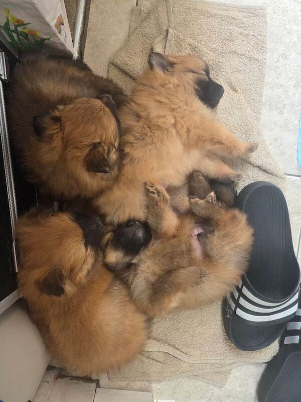 Pomeranian Puppies For Sale Under £1,000