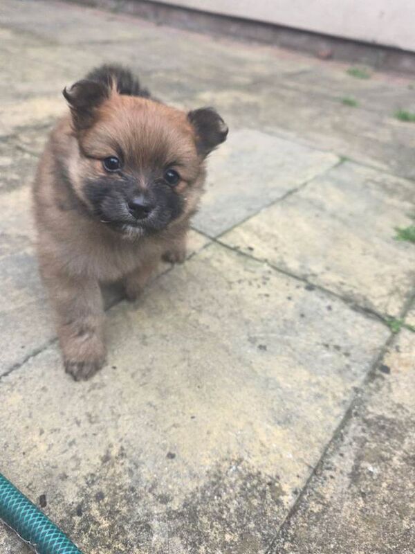 4 Gorgeous Pomeranian Puppies For Sale - Image 2 of 6