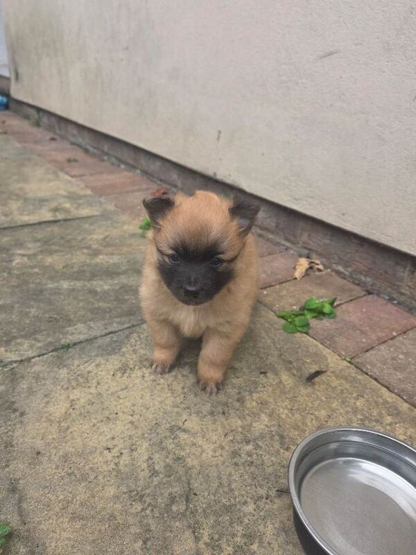4 Gorgeous Pomeranian Puppies For Sale - Image 3 of 6
