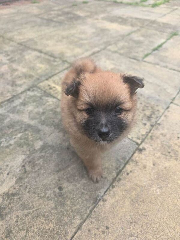 4 Gorgeous Pomeranian Puppies For Sale - Image 4 of 6