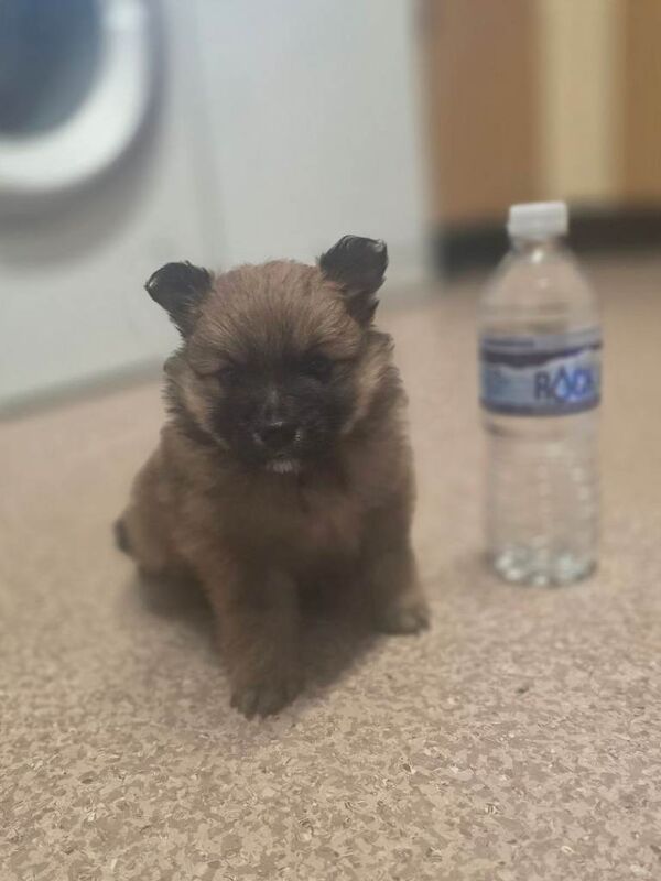 4 Gorgeous Pomeranian Puppies For Sale - Image 5 of 6