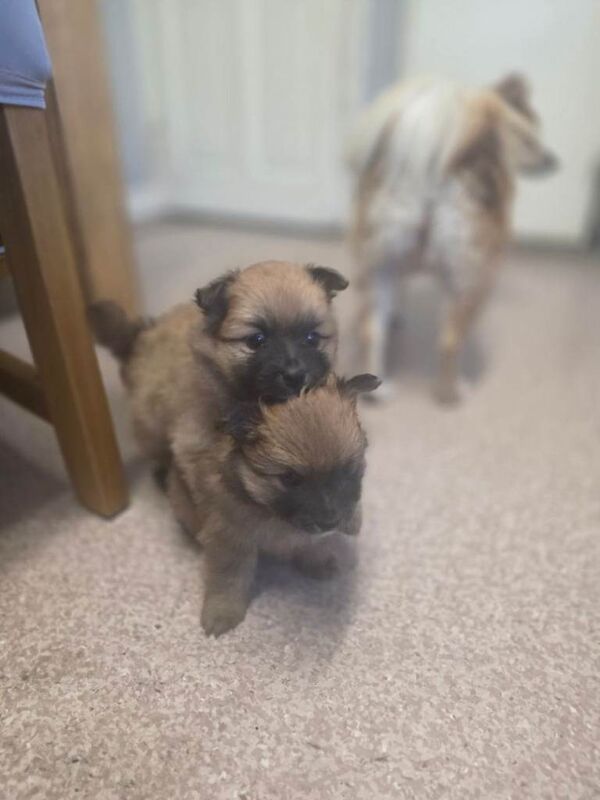 4 Gorgeous Pomeranian Puppies For Sale - Image 6 of 6