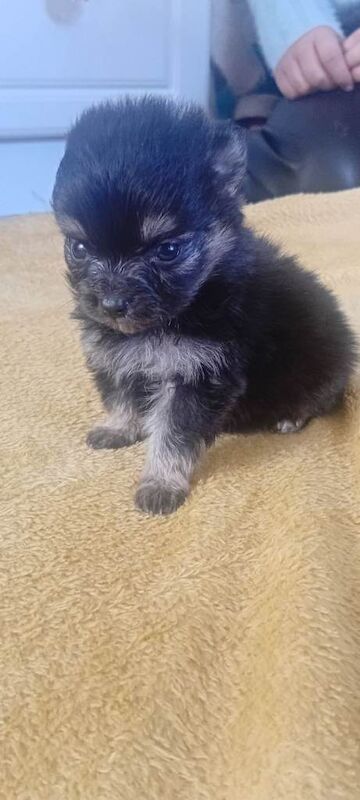 Pomeranian Puppies For Sale Under £1,000