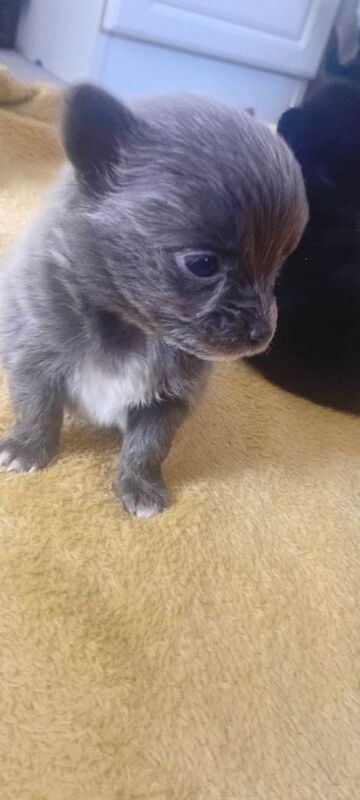 Chihuahua